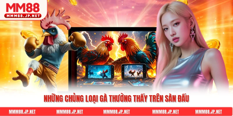 Những chủng loại gà thường thấy trên sàn đấu