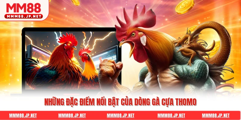 Những đặc điểm nổi bật của dòng gà cựa Thomo