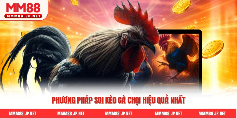 Phương pháp soi kèo gà chọi hiệu quả nhất