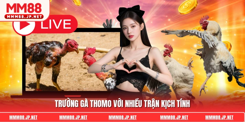 Trường gà Thomo với nhiều trận kịch tính
